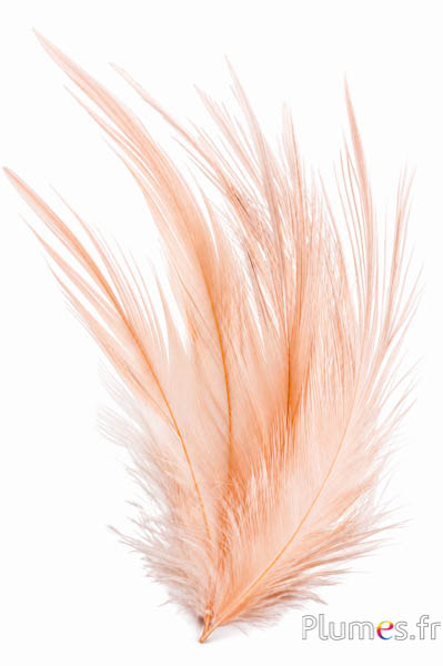 Gru comune - sbiancato - 21-25 cm - crema